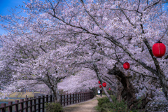 満開の桜の散歩道