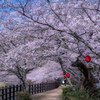 満開の桜の散歩道