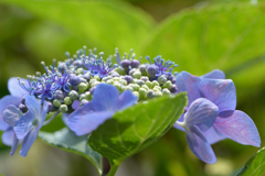 雨を待ち芽吹くあじさい