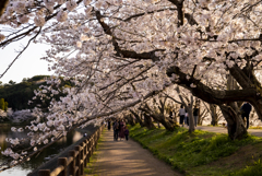 満開の遊歩道
