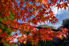 青空に紅葉