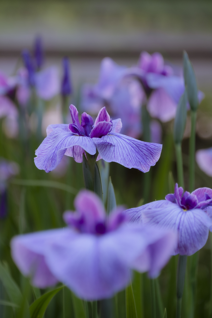 咲き始めた花菖蒲園