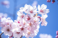 河津桜の開花