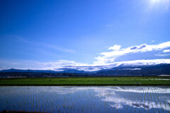 通勤途上の水田風景