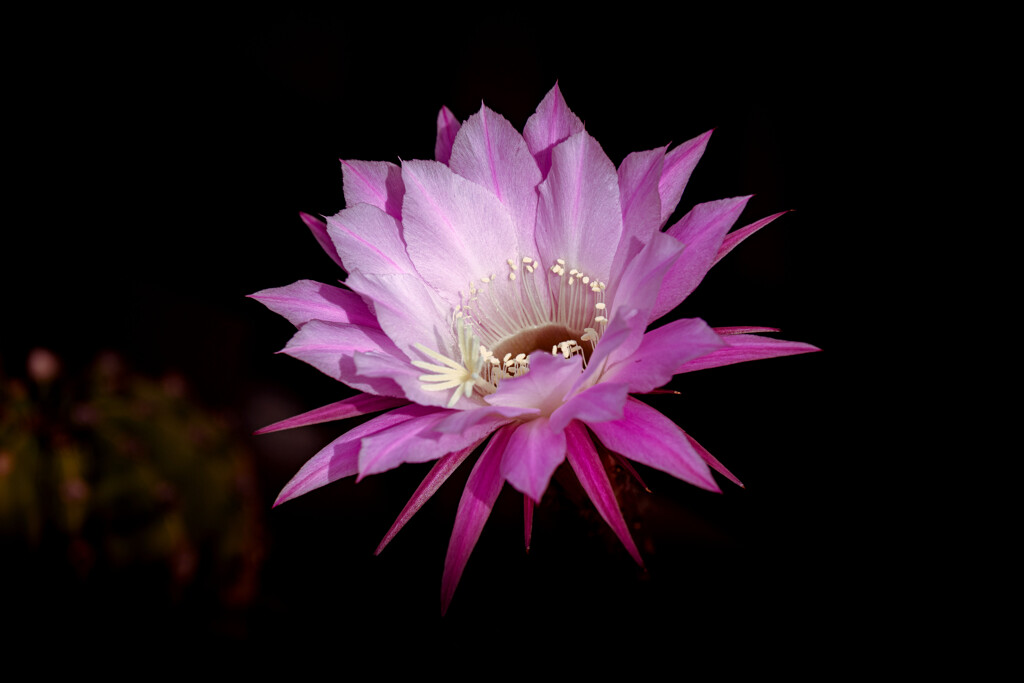 サボテンの花