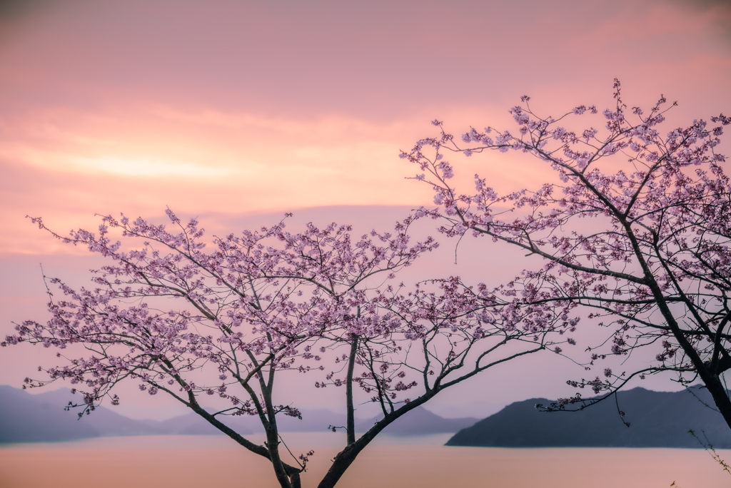 河津桜と島影