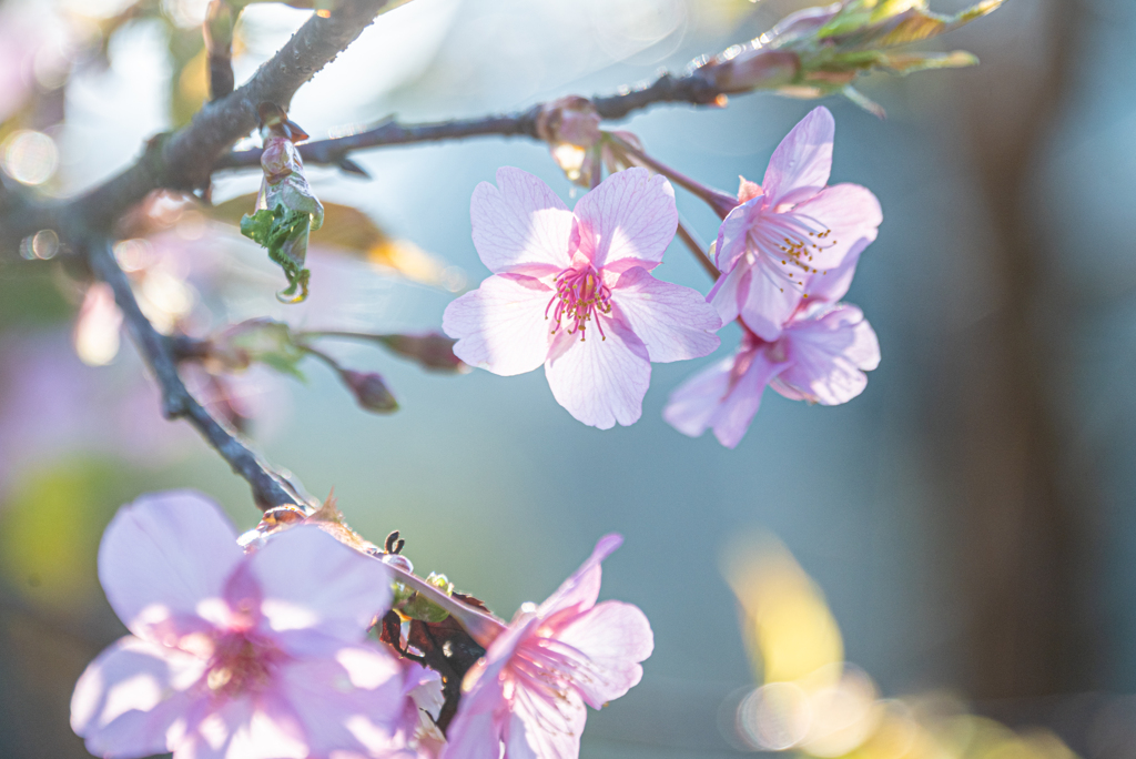 近所の桜咲き始めた