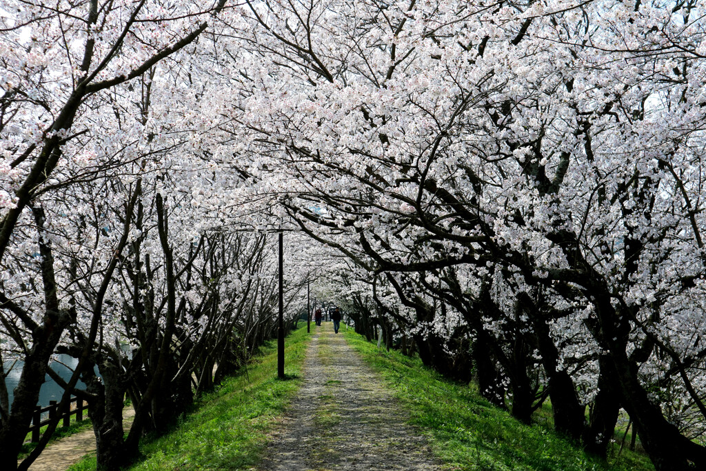桜のトンネル