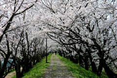 桜のトンネル