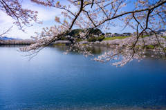 散りゆく桜と桜並木