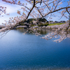 散りゆく桜と桜並木