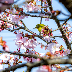 満開の桜に囲まれて(超トリミング)