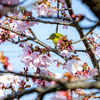 満開の桜に囲まれて(超トリミング)
