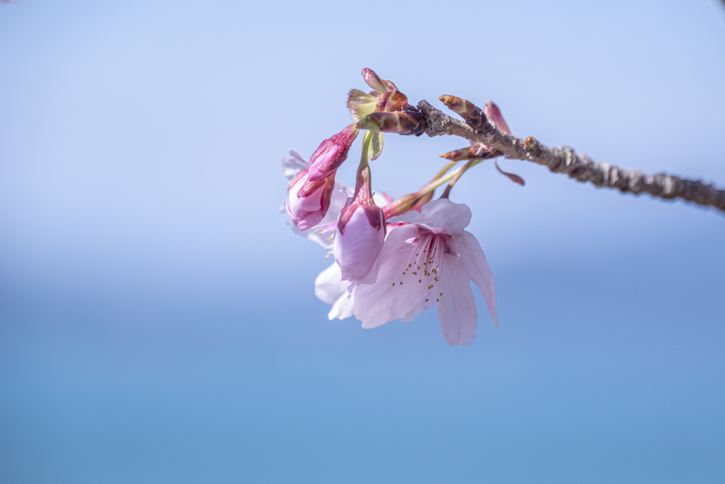 海の青と桜色