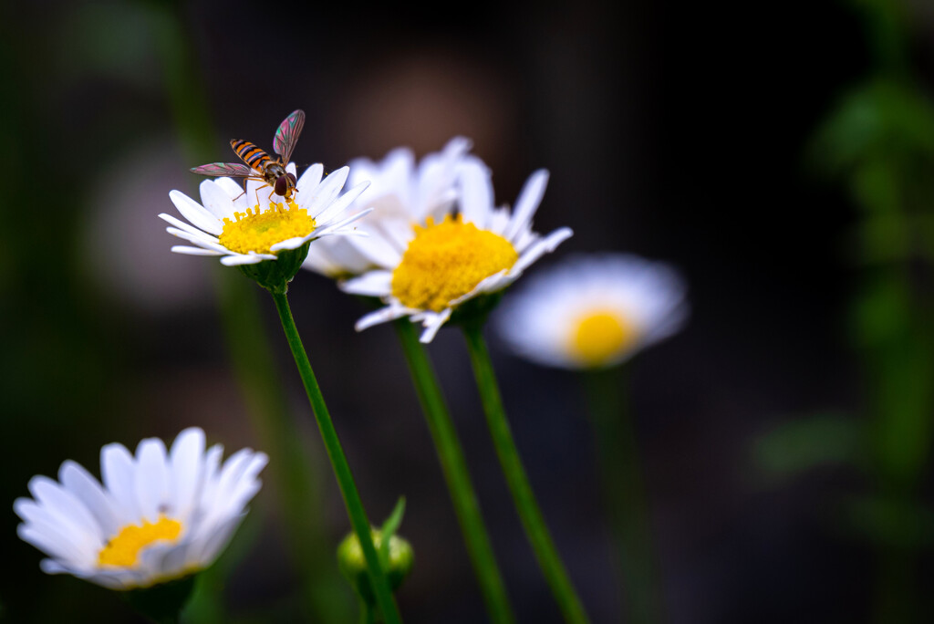 実家のマーガレット