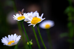 実家のマーガレット