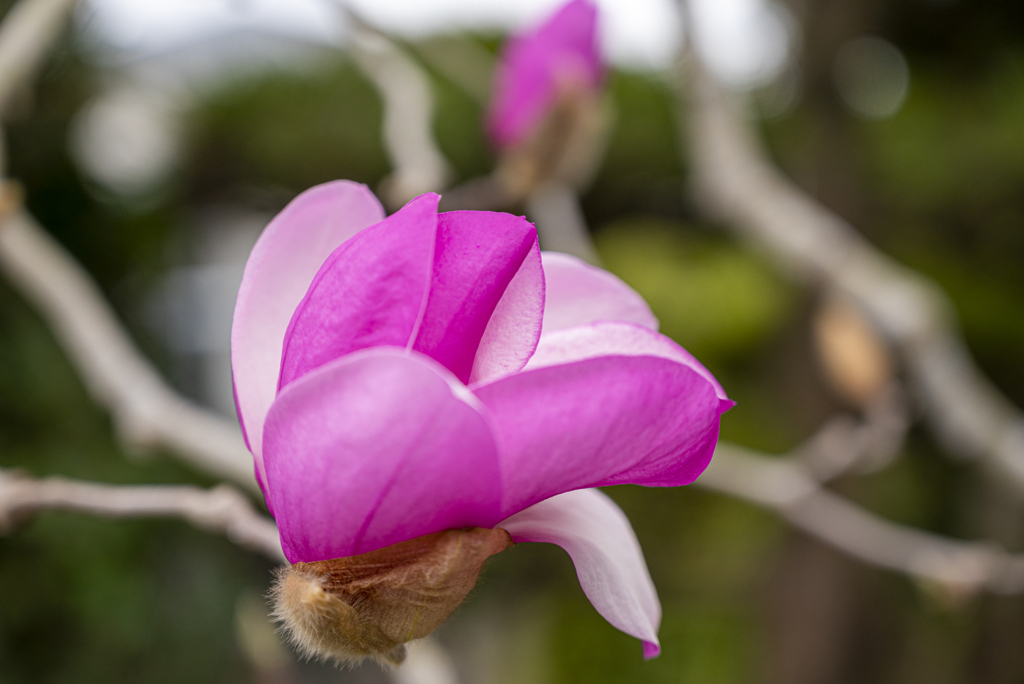 実家のモクレン開花