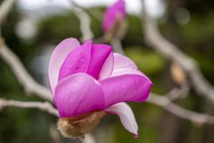 実家のモクレン開花