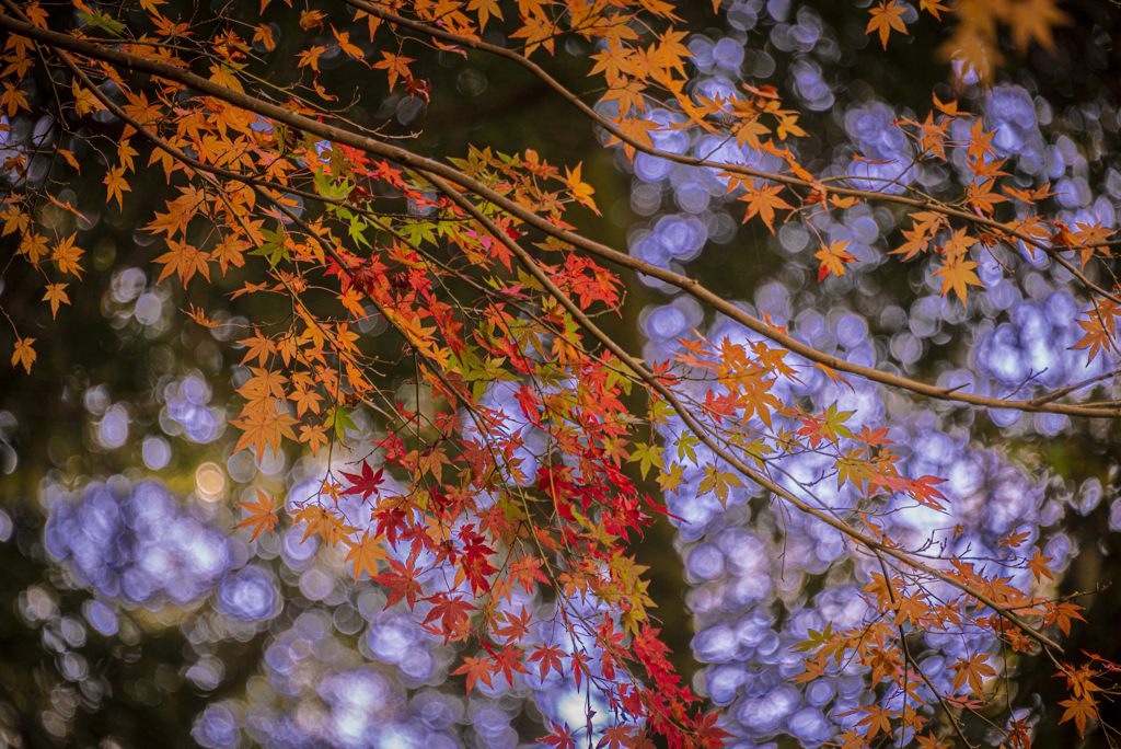 きらめく紅葉