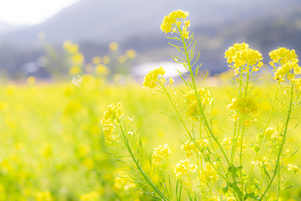 菜の花