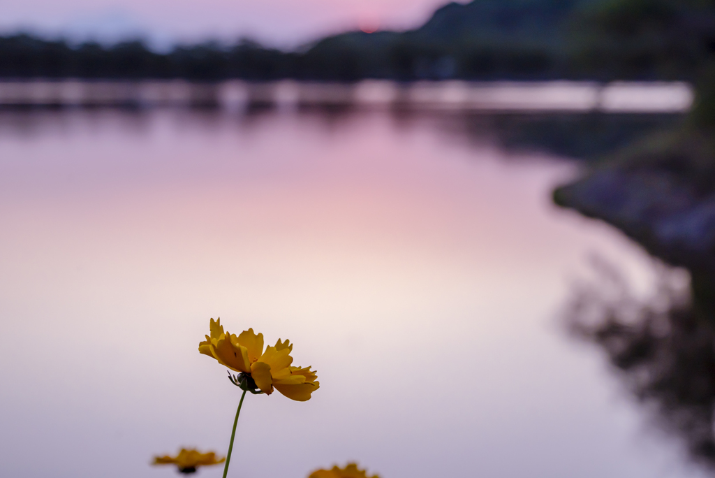 夕暮れの黄色い花
