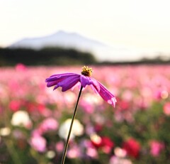 朝、陽傘