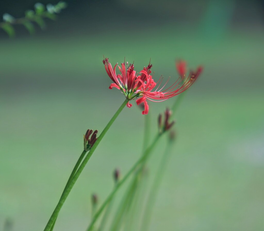 彼岸花咲いた！