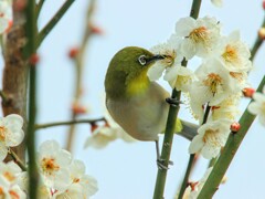 朝食時
