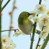 朝食時