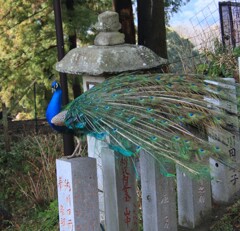 雨引観音の孔雀