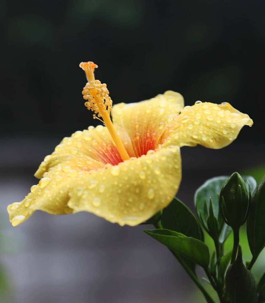雨の日曜日