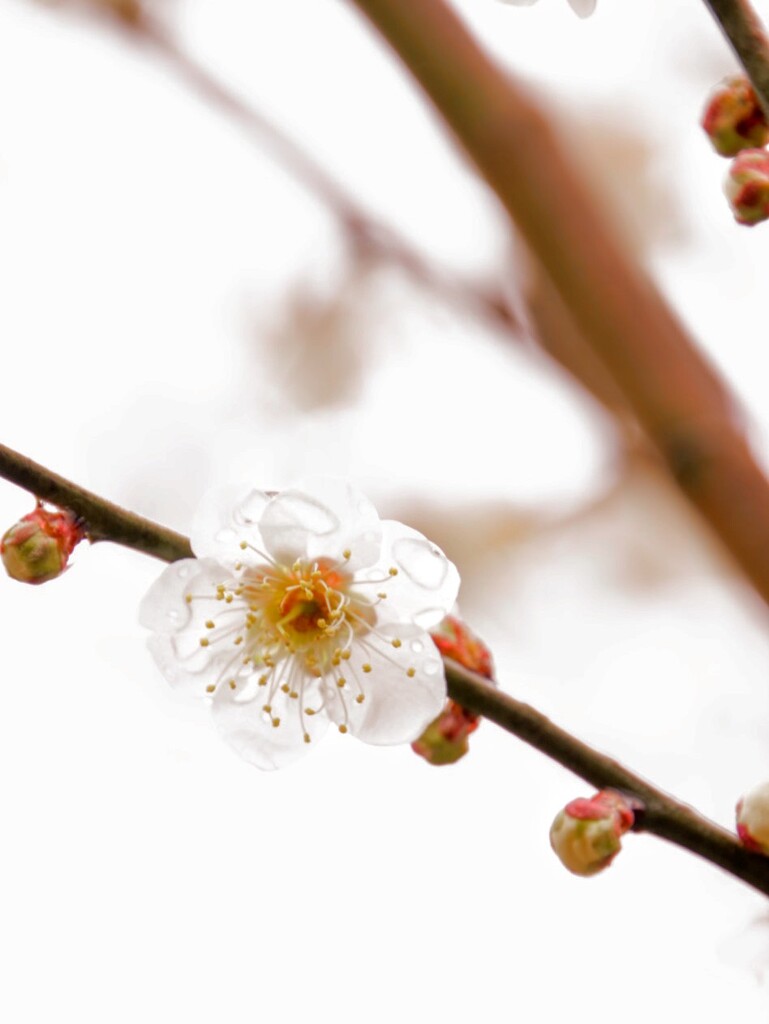 空色に同化する花びら