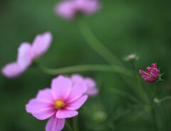 うふふっ、次はわたしの出番だわ！