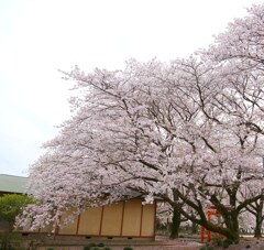花の杜