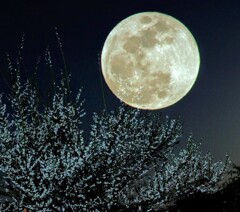 満ちる月と花