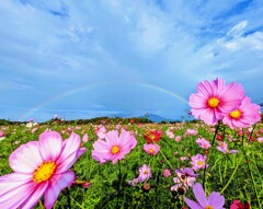 雨上がりの花畑