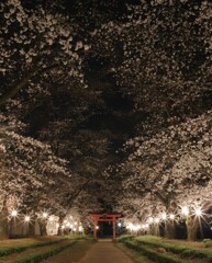 桜並木のライトアップ