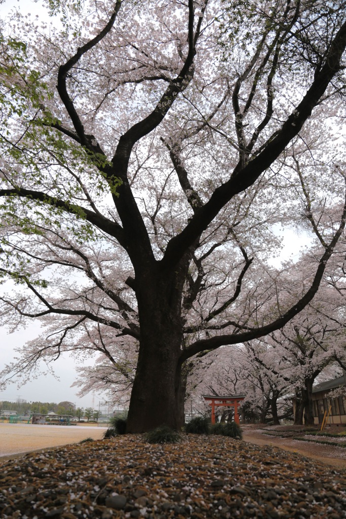 花の杜