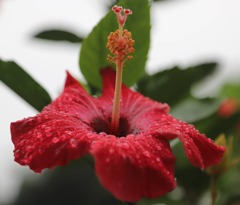雨の日曜日