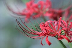 彼岸花