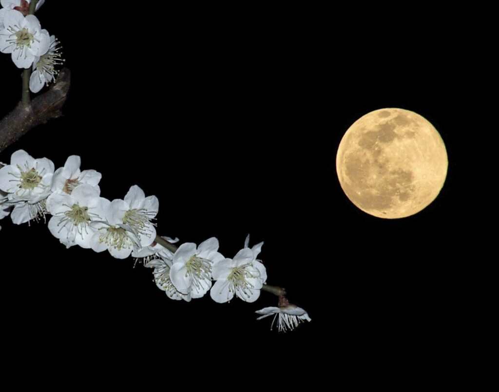満月と満開の梅の花