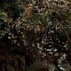 梅と紅椿の図