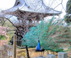 雨引観音にて