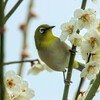 メジロ君おはよう！