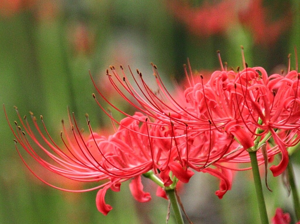 彼岸花咲いた