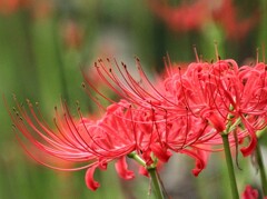 彼岸花咲いた