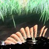 鮮やかに染まる城