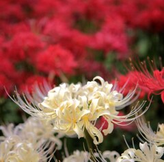 権現堂桜堤にて