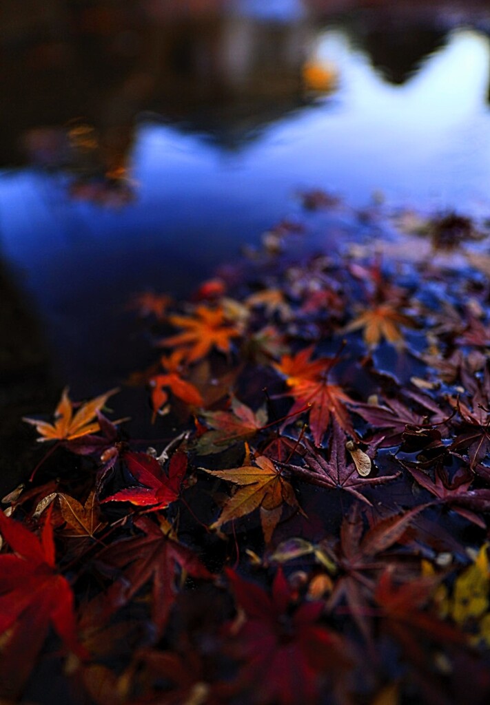 落ち葉の彩