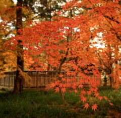 紅葉の映える葵の社